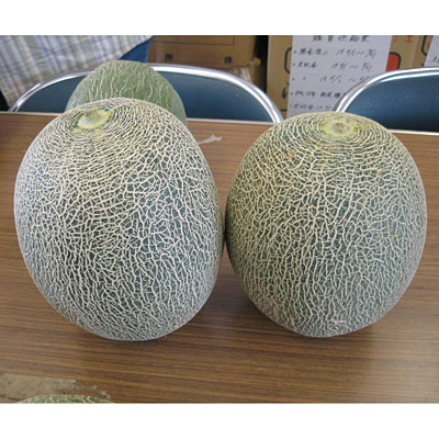 阿見グリーンメロン