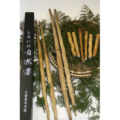 しろいの自然薯