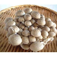 ぶなしめじ