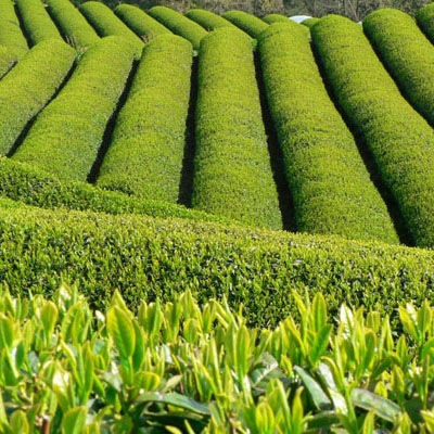 八女茶（煎茶・玉露）