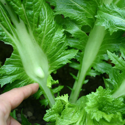 雲仙こぶ高菜（生葉）