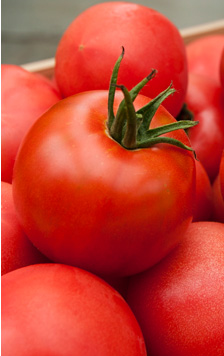 完熟トマト「アップルスター」