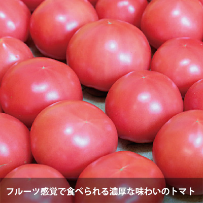 フルーツ感覚で食べられる濃厚な味わいのトマト