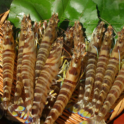 かみのせき活車海老